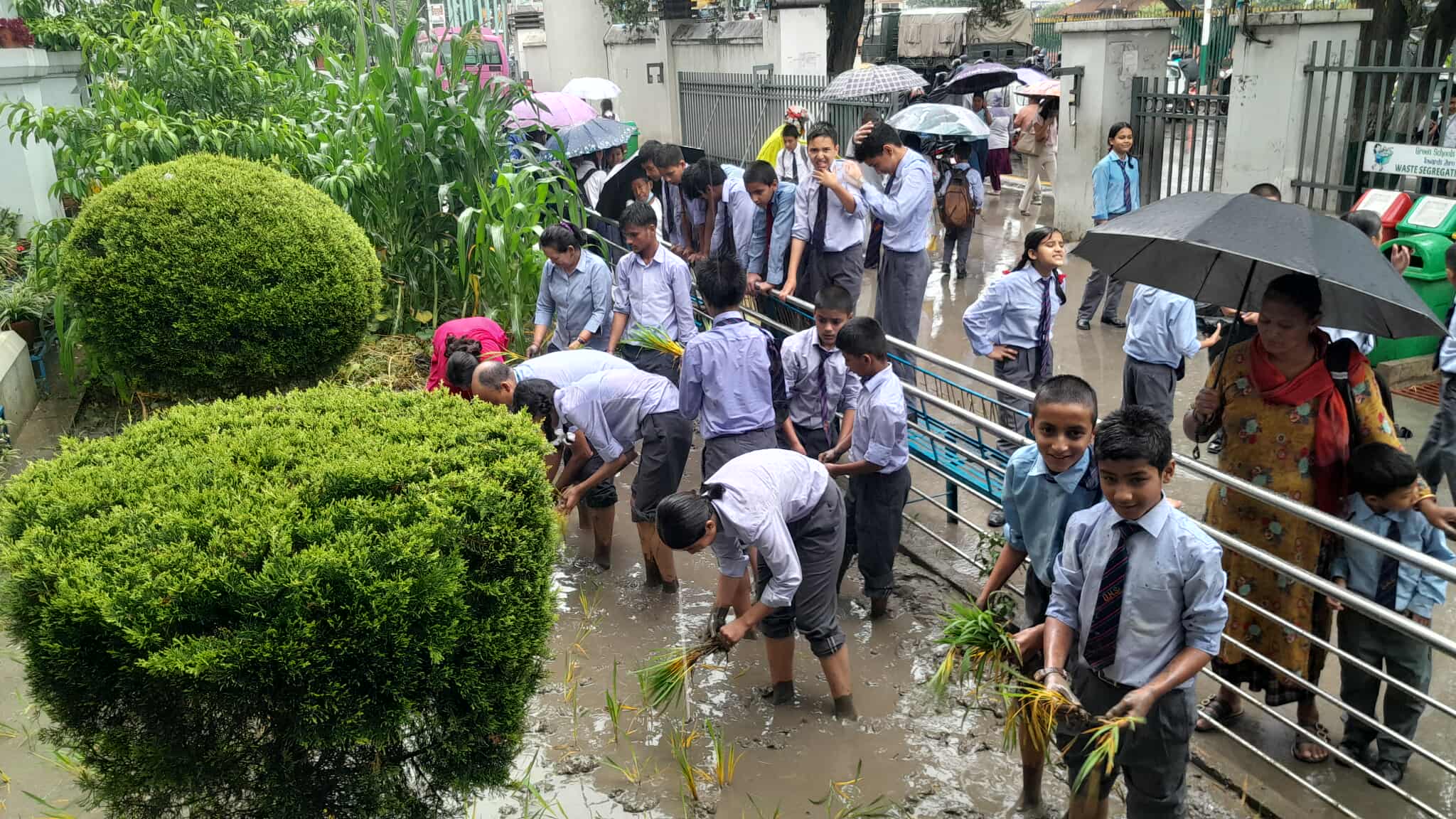 दरबार हाइस्कुलमा राष्ट्रिय धान दिवस मनाउँदै रोपाइँ सम्पन्न